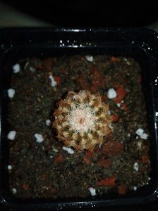 Echinocereus rigidissimus