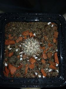 Gymnocactus beguinii v. albiglosa