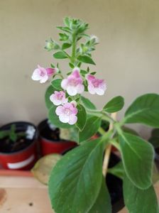 Pink Scadow