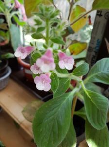 Pink Schadow