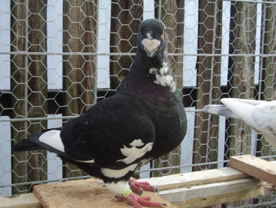 vandut
