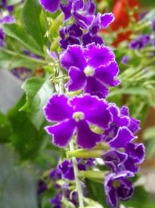 duranta