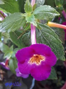 Achimenes Claret