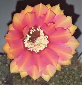Echinopsis Sasquatch