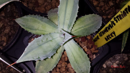 Agave Isthmensis Striata Becky