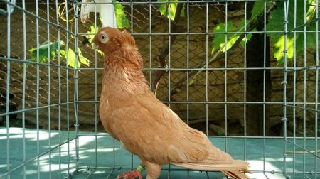 mascul 3