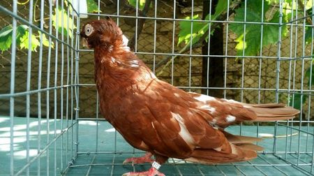 mascul 2