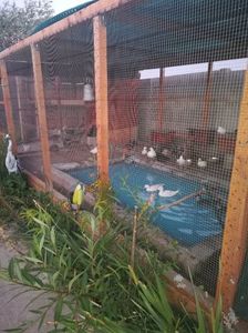 Voliera Ratelor - Piscina cu apa proaspăta