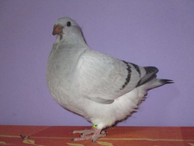 4389-17
