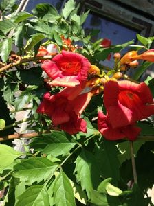 Denumire botanica: Campsis radicans  Denumire populara: luleaua turcului, trambita; Denumire botanica: Campsis radicans 
Denumire populara: luleaua turcului, trambita
