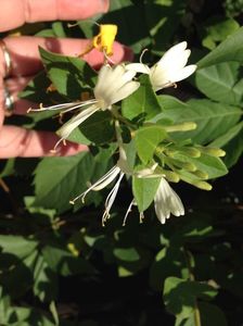Caprifoi Mana Maicii Domnului; Planta de Caprifoi sau Mana Maicii Domnului ( denumire stiintifica Lonicera caprifolium )  este o planta agatatoare  care creste in toata  Europa . Nu are cerinte speciale fata de sol si umiditate, pr

