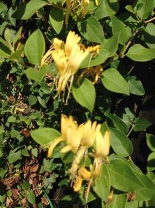 Caprifoi Mana Maicii Domnului; Planta de Caprifoi sau Mana Maicii Domnului ( denumire stiintifica Lonicera caprifolium )  este o planta agatatoare  care creste in toata  Europa . Nu are cerinte speciale fata de sol si umiditate, pr

