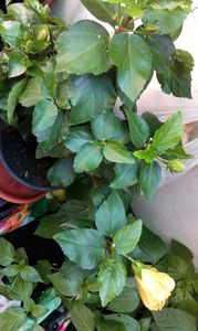 IMG-20170713-WA0008