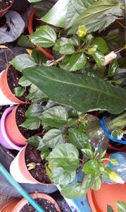 IMG-20170713-WA0010