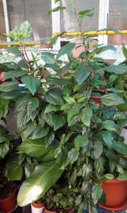 IMG-20170713-WA0012