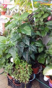 IMG-20170713-WA0014