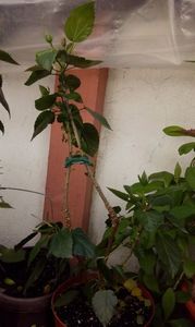 IMG-20170713-WA0018