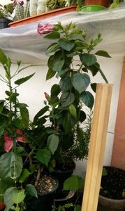 IMG-20170713-WA0024