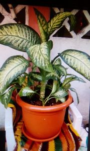 IMG-20170715-WA0002