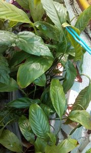 IMG-20170715-WA0004