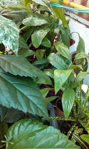 IMG-20170715-WA0006
