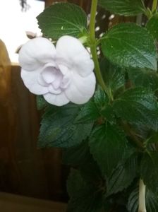 20170826_191003(0)