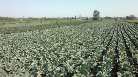 varza plantata pe 29 iulie