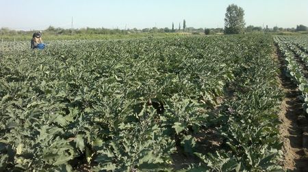vinete plantate pe 2 iulie; vinete soi aragon
