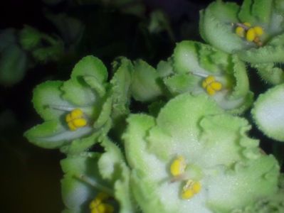 ; Violeta verde
Necunoscuta
