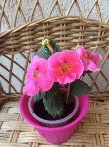 Arletta Pink; Arletta Pink
27.08.2017
