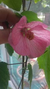 ; Abutilon
