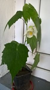 IMG-20170827-WA0001