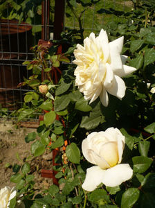 P1270846
