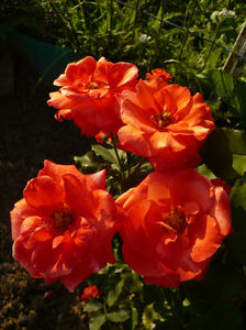 P1270778