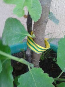 b.dungata