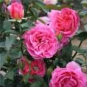 generation-jardin