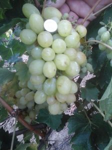 Muscat de august-Palatina