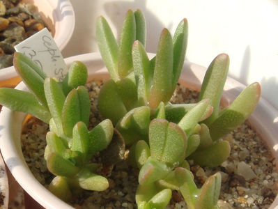 Cephalophyllum stayneri