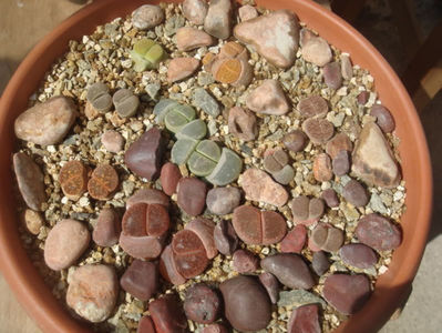 Lithops