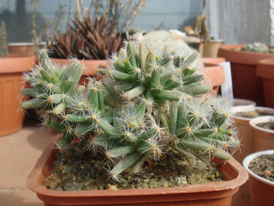 Trichodiadema densum