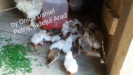 Mai 2017; Puisorii de la bibilicile noastre
