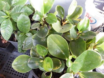 obtusifolia