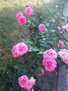Flori de septembrie