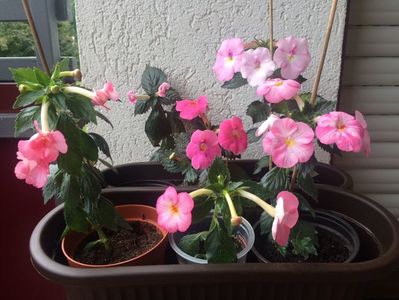 2.09.2017; Konrad, Rosenberg ,Arletta Pink,Harecroft ,Sora Theresa ,Vie en Rose, Royal Blush :)
