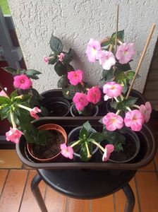 2.09.2017; Konrad,Rosenberg,Arletta Pink,Harecroft,Spra Theresa,Vie en rose,Royal Blush
