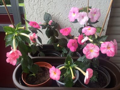 2.09.2017; Konrad M,Rosenberg,Arletta Pink,Harecroft,Sora Theresa,Voe en rose,Royal Blush
