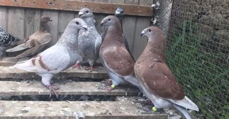 ; vandut rosu, probabil mascul, mai am o femela din aceeasi familie, si inca un mascul rosu de vanzare.... mama lor este nepoata Campionului American(pestrita pe galben), tatal fiul Dublei Campioane a G
