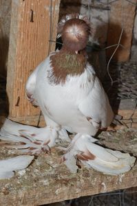 Mascul