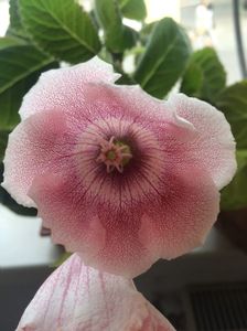 16.08.2017; Gloxinia 1

