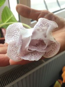 16.08.2017; Gloxinia 2
